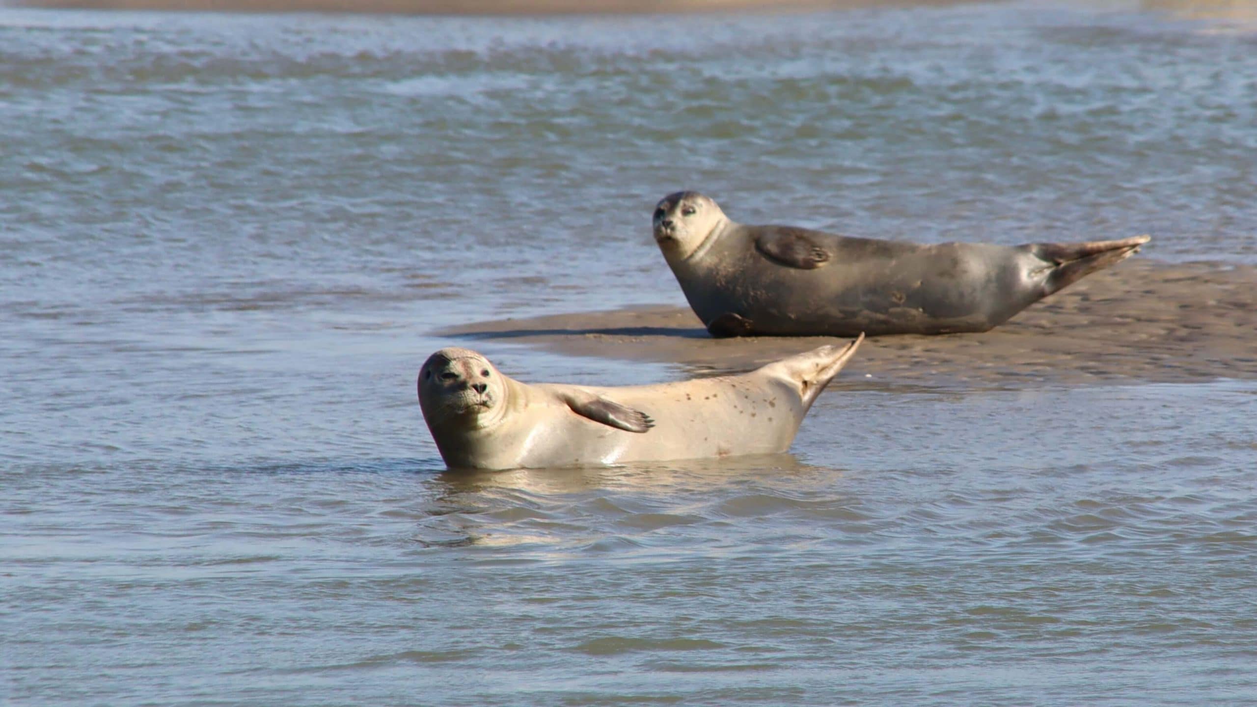 see the seals in the bay of somme