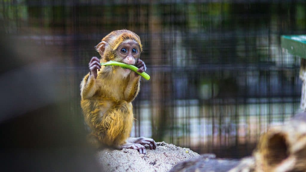 petit singe au Zoo d'Amiens. 
Idée d'activités plein air à amiens