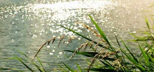 ecologisch verantwoord reizen