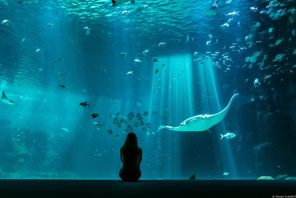 Visiter Nausicaá, le plus grand aquarium d'Europe à BoulognesurMer