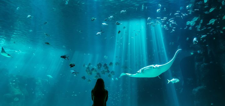 Bezoek Nausicaá, het grootste aquarium van Europa in Boulogne-sur-Mer