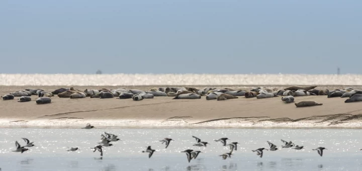 Seals in the Baie de Sommes - © Stephane Bouilland