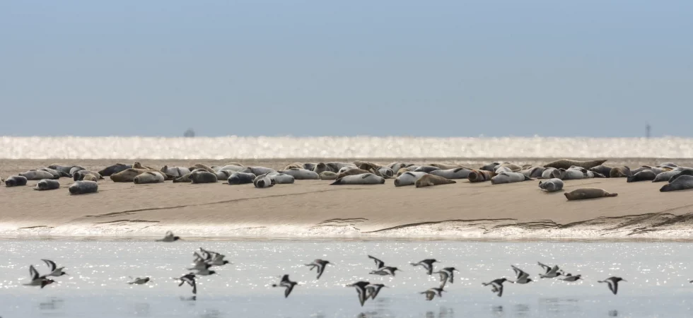Phoques de la Baie de Sommes - © Stephane Bouilland