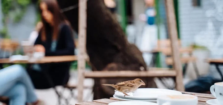 salon de thé à Amiens